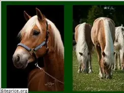 Sites similar to haflinger-hof-huenerberg.de