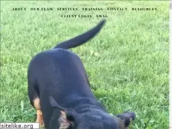 Sites similar to hairofthedogwalkers.com