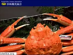 Sites similar to hamasaka.com