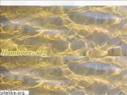 Sites similar to hambones.org