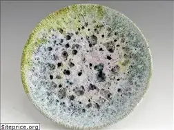 Sites similar to hamlinceramics.com