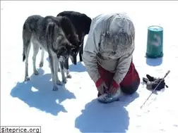 Sites similar to haulingdogs.com