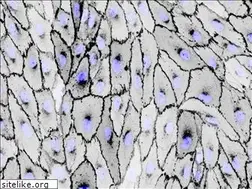 Sites similar to hayerlab.org