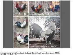 Sites similar to hdlcgamefowl.com