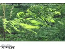 Sites similar to healingmoringatree.com