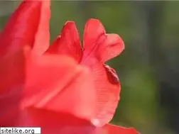 Sites similar to heartfullsouls.com