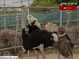 Sites similar to holy-ostrich.com