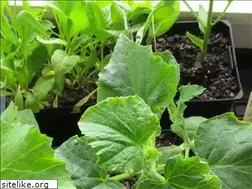 Sites similar to home.school.nz
