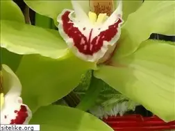 Sites similar to houseplantsnow.com