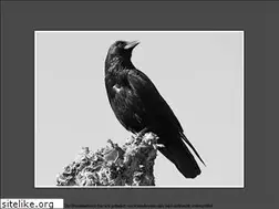 Sites similar to hundewiese.info