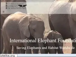 Sites similar to ief-elephants.com