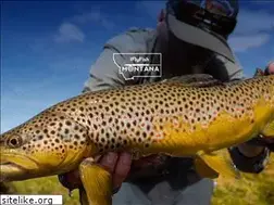 Sites similar to iflyfishmontana.com