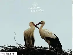 Sites similar to incontro.de