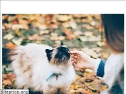 Sites similar to infoanimales.net