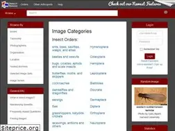 Sites similar to insectimages.org