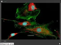 Sites similar to internationalstemcellservices.com
