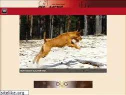 Sites similar to irish-terriers.lv
