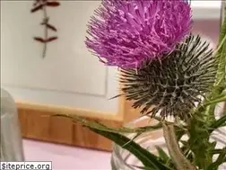 Sites similar to irishherbalroots.ie