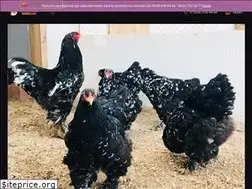 Sites similar to istanbulsustavuklari.com