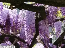 Sites similar to italiansunshine.com