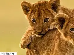 Sites similar to jamaicaswampsafari.com