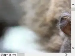 Sites similar to jandaexotics.com