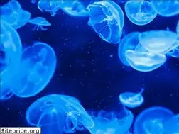 Sites similar to jellyfishaquarium.ca