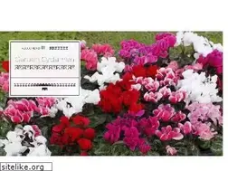 Sites similar to jsjardin.co.jp