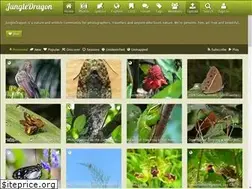 Sites similar to jungledragon.com
