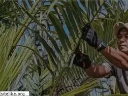 Sites similar to junglelabo.com