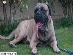 Sites similar to k9school.in