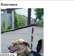 Sites similar to kashtanka.ru