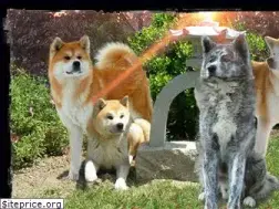 Sites similar to katsuhiro-kensha.com