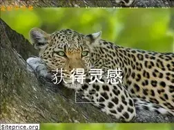 Sites similar to kcsafari.com