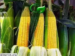 Sites similar to khorakdamiran.com