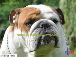Sites similar to kiddywins.com