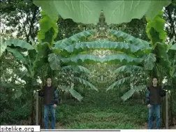 Sites similar to kippenjungle.nl