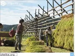 Sites similar to kobayaonline.com