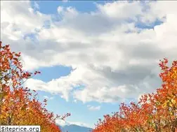 Sites similar to kobayashinursery.jp