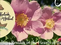 Sites similar to kodiakherbal.com