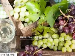 Sites similar to kofu-tourism.com