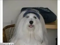 Sites similar to kokomohavanese.com