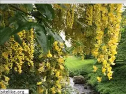 Sites similar to kstreecare.co.uk