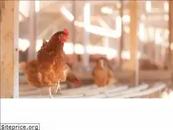 Sites similar to kuju-egg.jp
