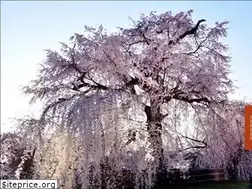 Sites similar to kyoto-maruyama-park.jp