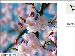 Sites similar to kyotokoi.nl