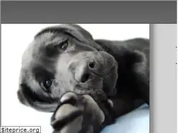 Sites similar to labrador-konz.de