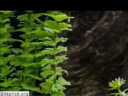 Sites similar to laguna-aqua.ru