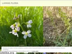 Sites similar to laimasflora.com