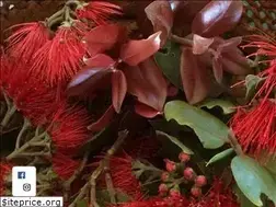Sites similar to lakialoha.com
